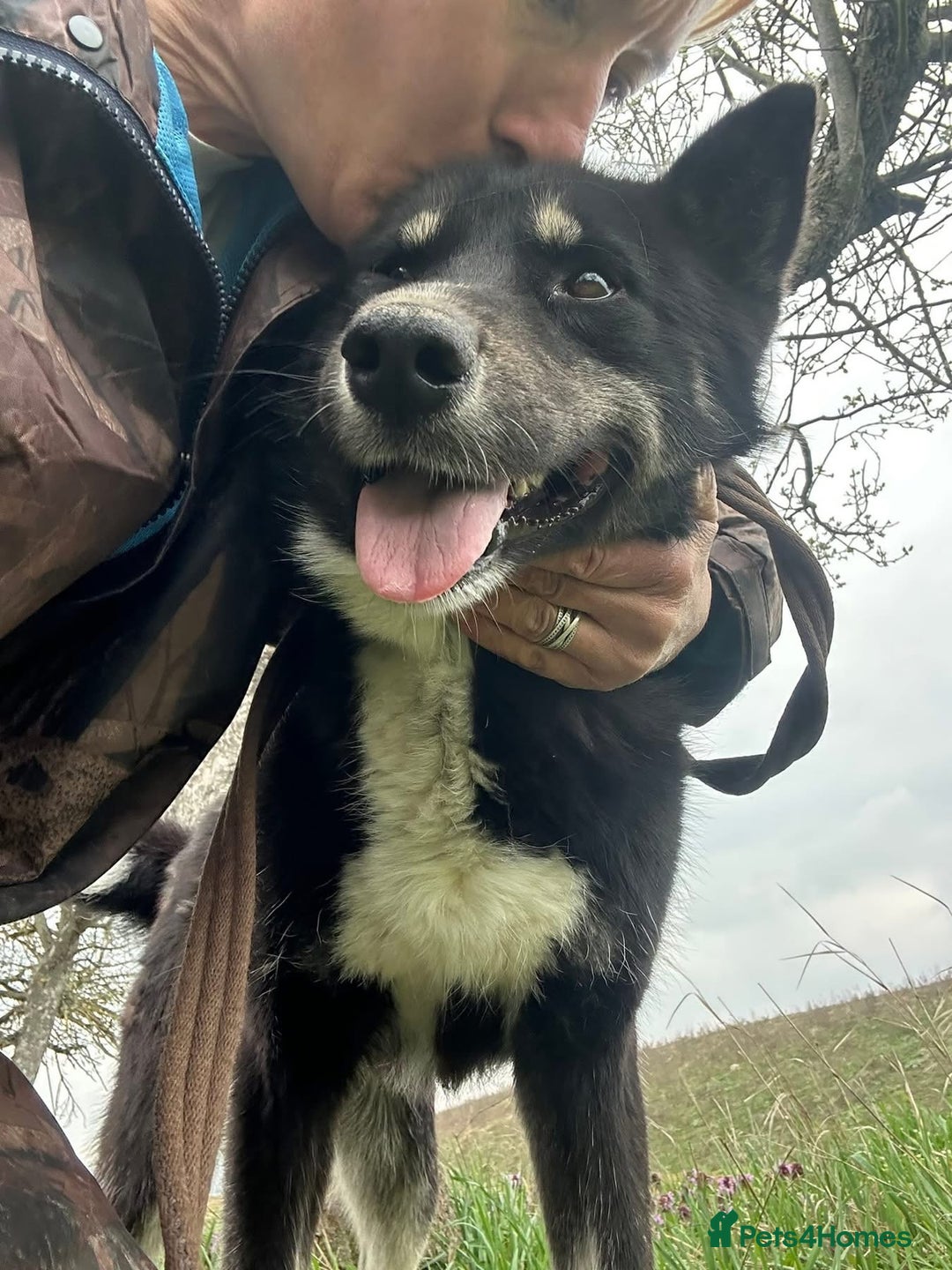 Mixed Breed dogs for adoption: Renato - Norwich Norfolk  - Image 3