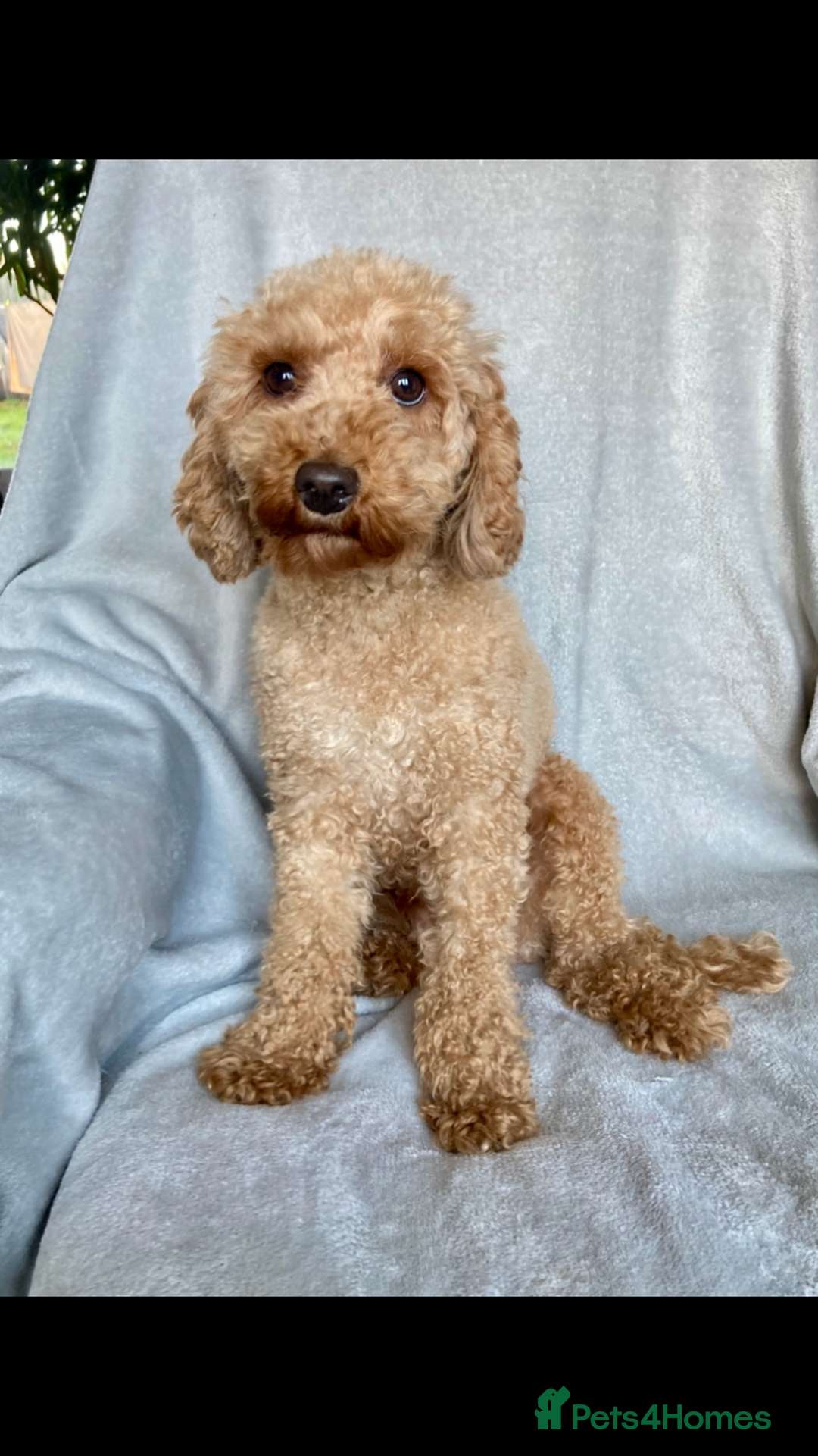 Cockapoo dogs for sale: Meet your new best friend!! - Image 13