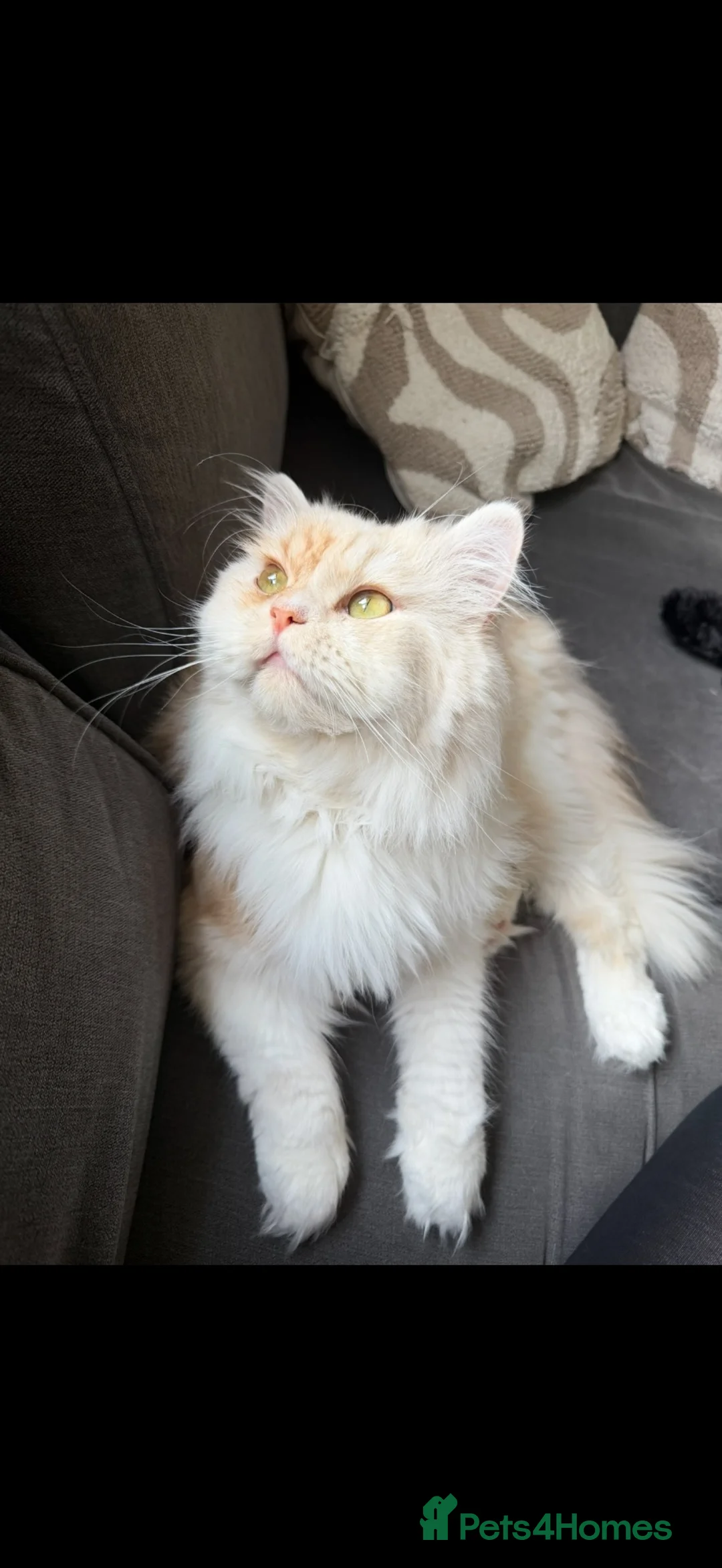 Persian cats for sale: Simba the Persian - Advert 1