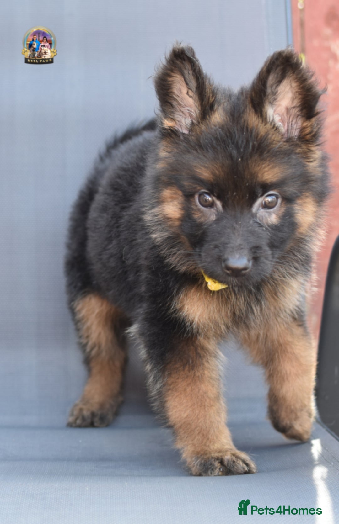 German Shepherd dogs for sale: 🤩💥READY NOW 🤩💥German shepherd puppies  - Image 7