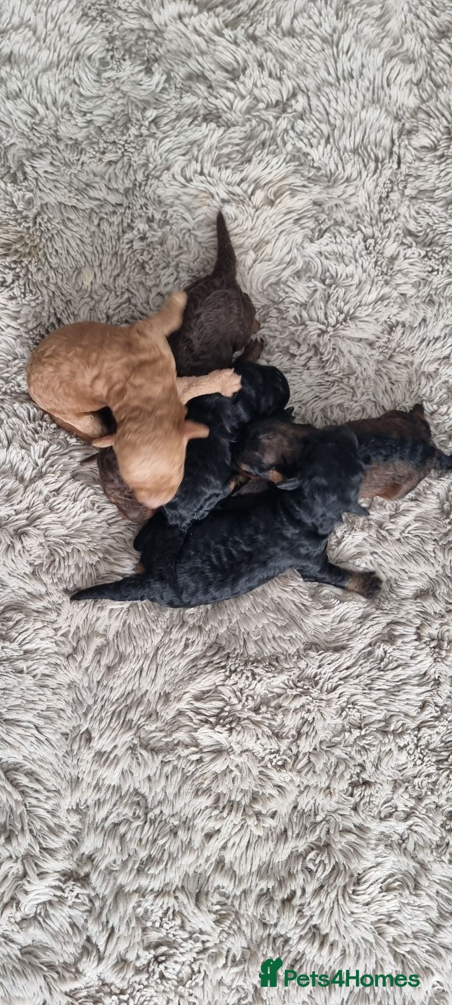 Toy Poodle dogs Kc reg toy poodle  - Advert 12