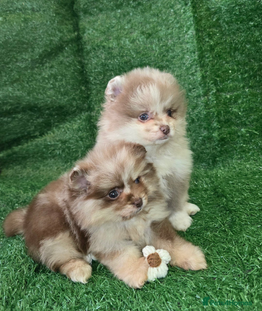 Pomeranian dogs for sale: 💜Lavender lilac chocolate merle exceptional poms - Advert 4