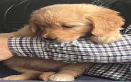 Golden Retriever dogs for sale: 🐾 Golden Retriever Puppies – Ready Now! 🐾 - Image 8