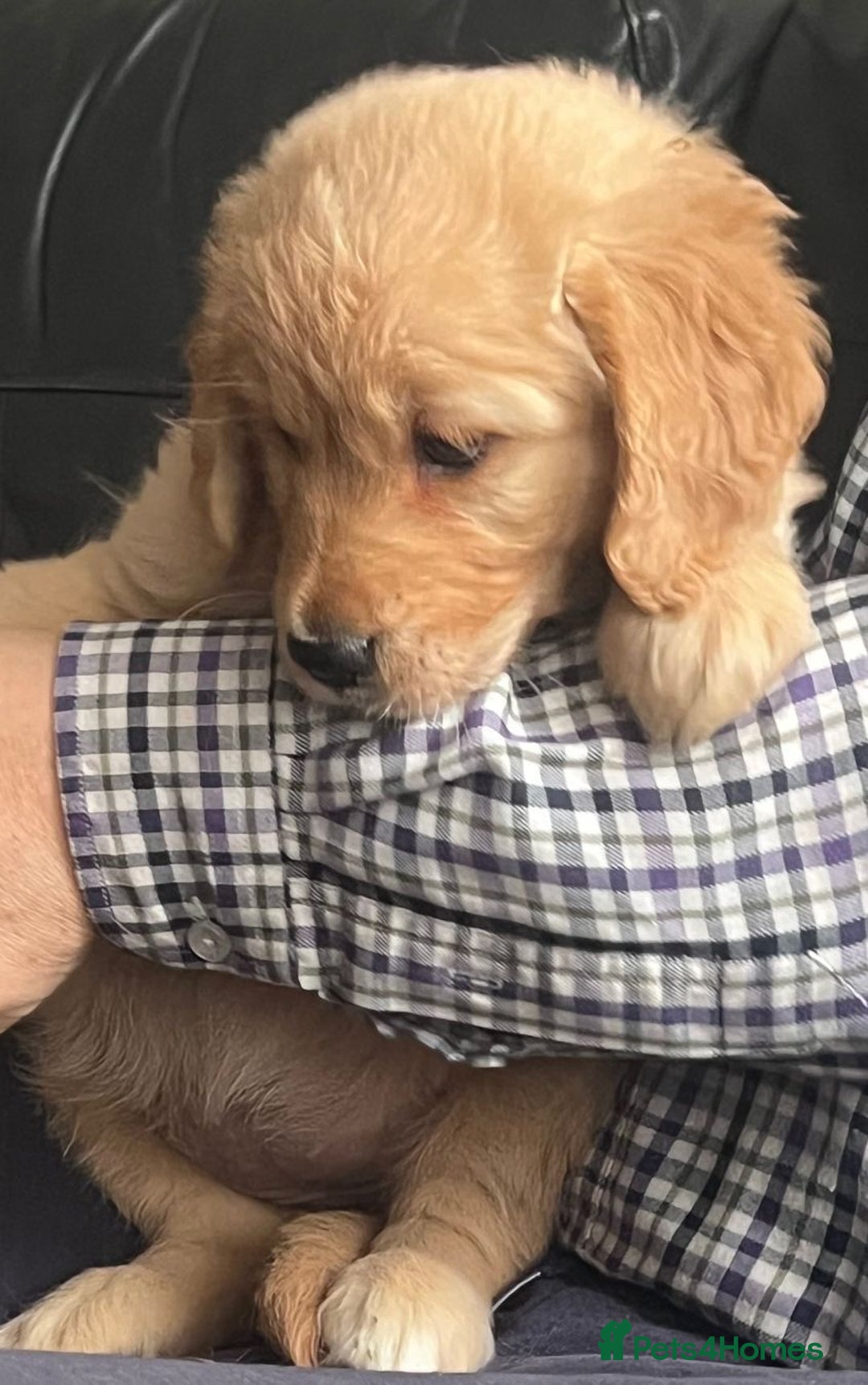 Golden Retriever dogs for sale: 🐾 Golden Retriever Puppies – Ready Now! 🐾 - Image 8
