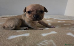 Staffordshire Bull Terrier dogs for sale: Beautiful litter of 9 Staffs  - Image 11