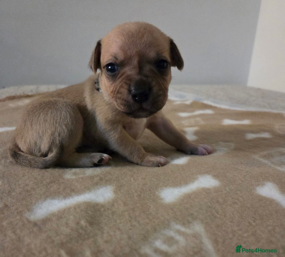 Staffordshire Bull Terrier dogs for sale: Beautiful litter of 9 Staffs  - Image 11