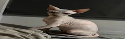 Sphynx cats for sale: Phynx girl  in Bedworth - Advert 7