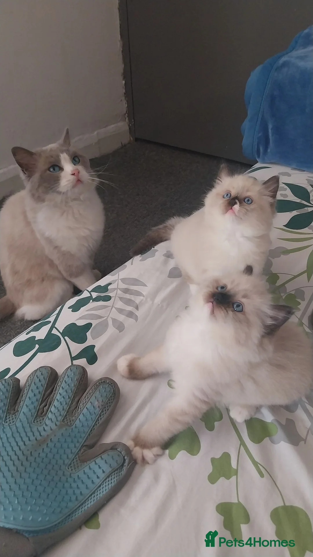 Ragdoll cats for sale: Two gorgeous little rag doll girls .😽😺 - Advert 2