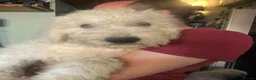 Komondor dogs for sale: Komondor Puppies - Advert 1