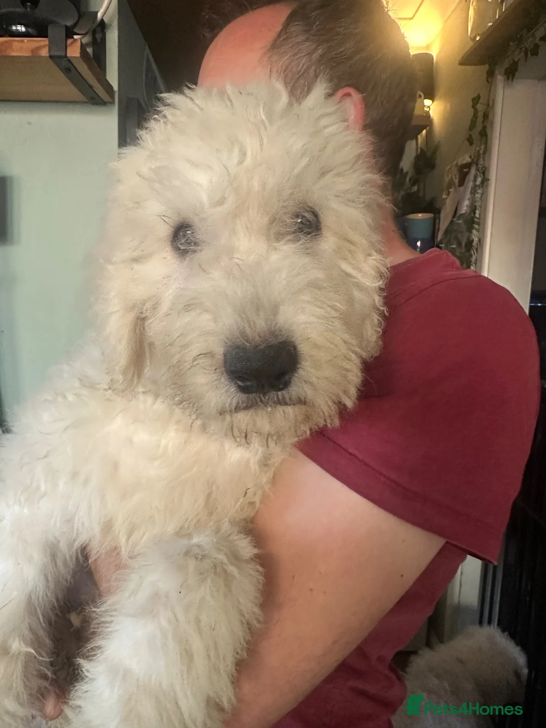 Komondor dogs for sale: Komondor Puppies - Advert 1