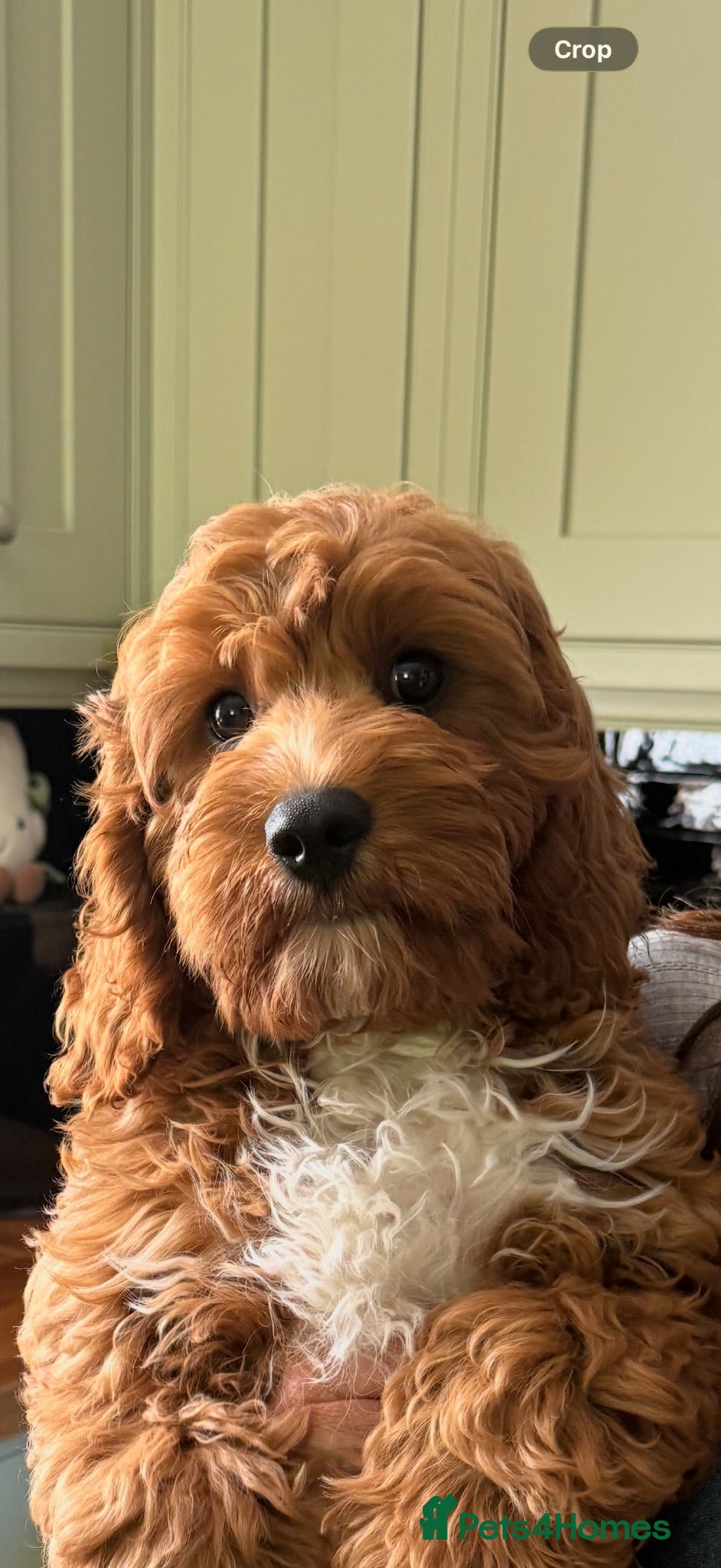 Cavapoo dogs Extensively Health Tested Red Cavapoos - Advert 1