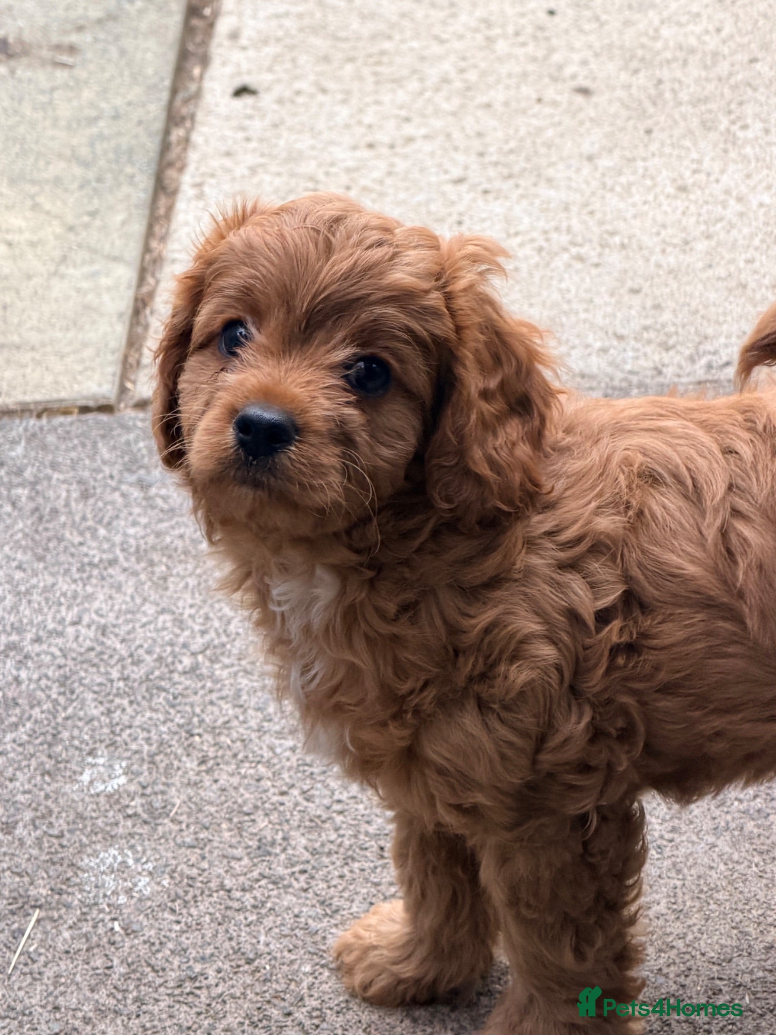 Cavapoo dogs Gorgeous Cavapoo  - Advert 7
