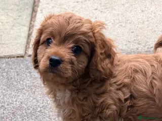 Cavapoo dogs Gorgeous Cavapoo - Advert 7