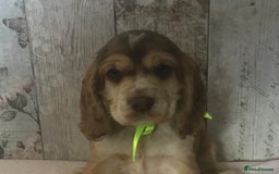 Cocker Spaniel dogs for sale: Adorable, Social, Confident KC reg Cocker pups - Image 4