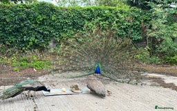 Peafowl poultry for sale: Peacocks, Peahens and Peachicks for sale  - Image 8