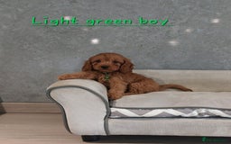 Cavapoo dogs for sale: Cavapoo F1 Puppies ❣️ - Image 16