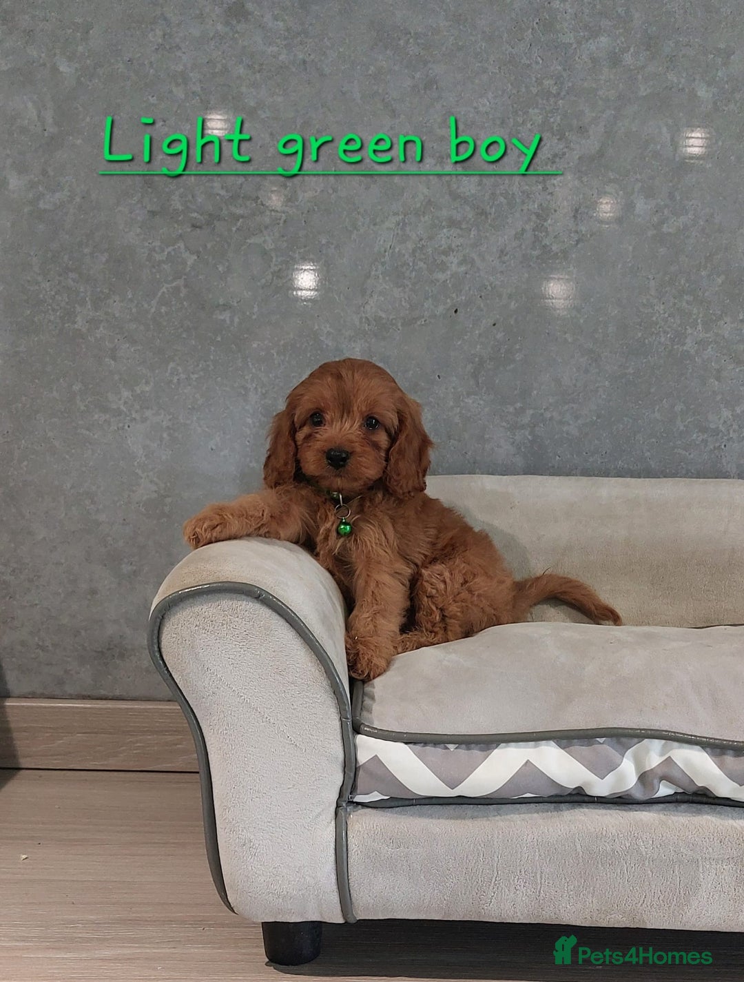 Cavapoo dogs for sale: Cavapoo F1 Puppies ❣️ - Image 16