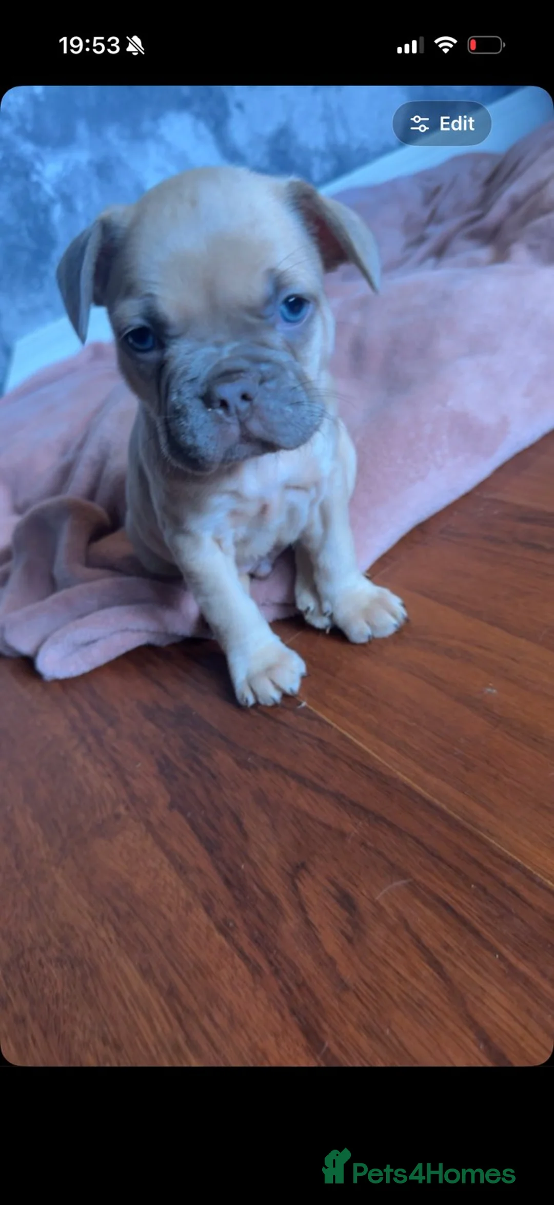 French Bulldog dogs for sale: Three puppies remaining in Scunthorpe - Advert 2