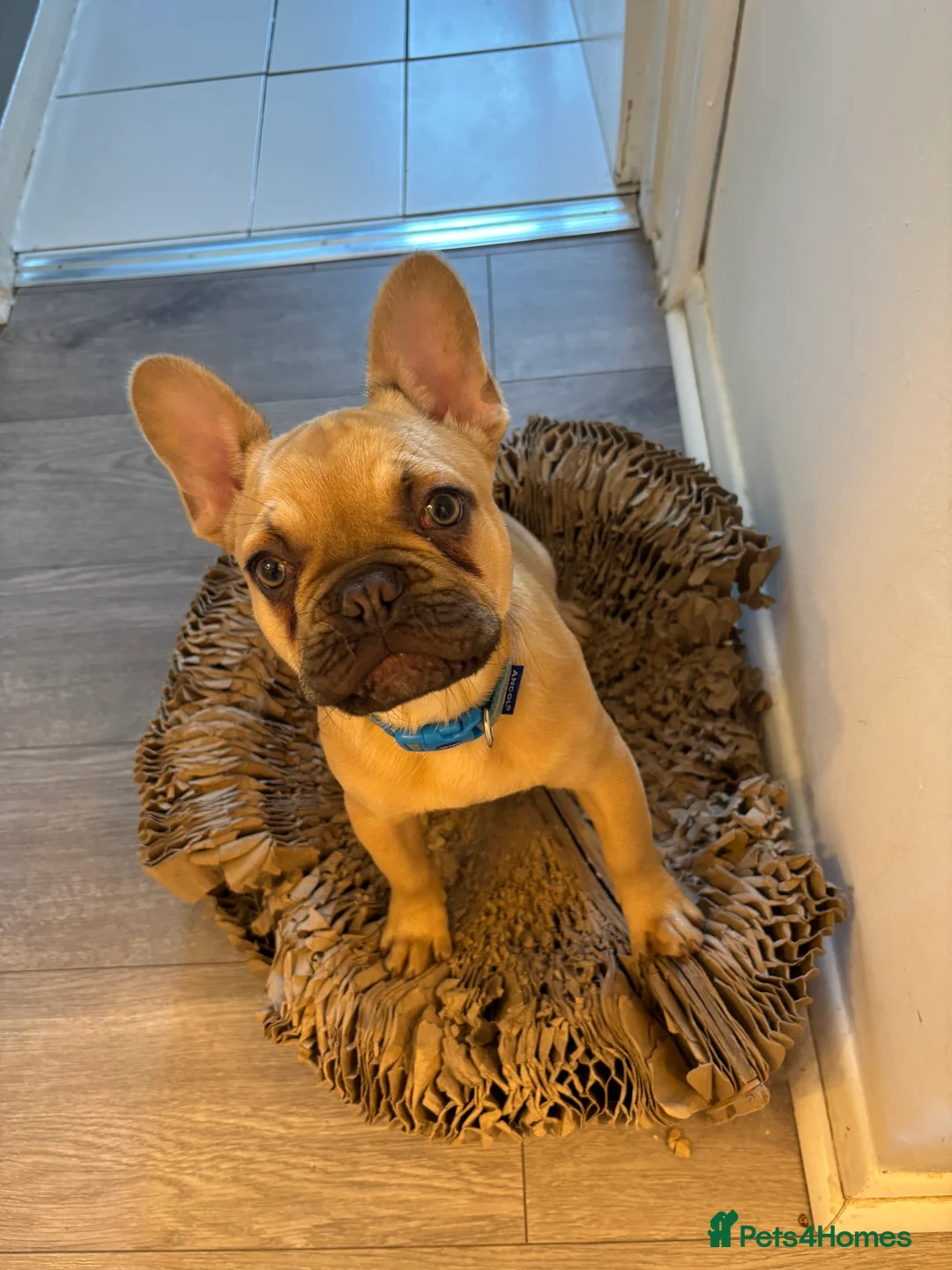 French Bulldog dogs for sale: French Bulldog Puppy 6 months old £1000 - Advert 3
