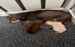 Chihuahua dogs for sale: KC Smooth coat tiny Chihuahua puppies - Image 1