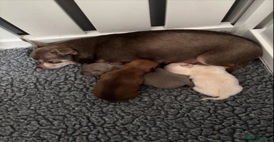 Chihuahua dogs - Advert 16