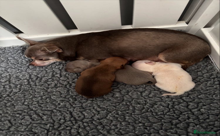 Chihuahua dogs - Advert 13