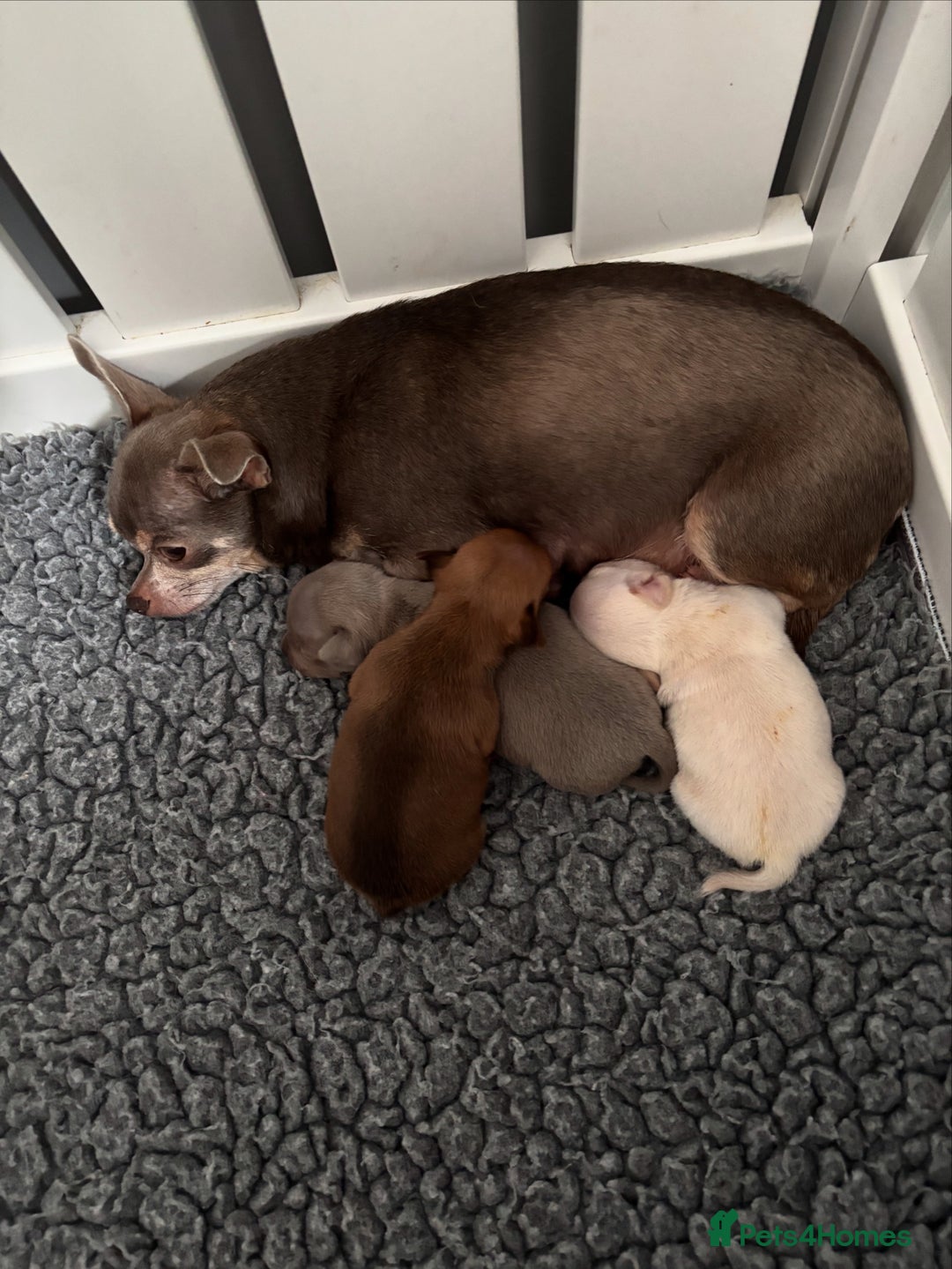 Chihuahua dogs for sale: KC Smooth coat tiny Chihuahua puppies - Image 1