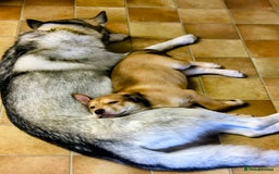 Mixed Breed dogs for sale: bullskys pups - Image 3