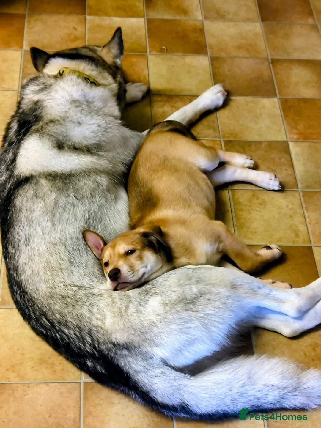Mixed Breed dogs for sale: bullskys pups - Image 3