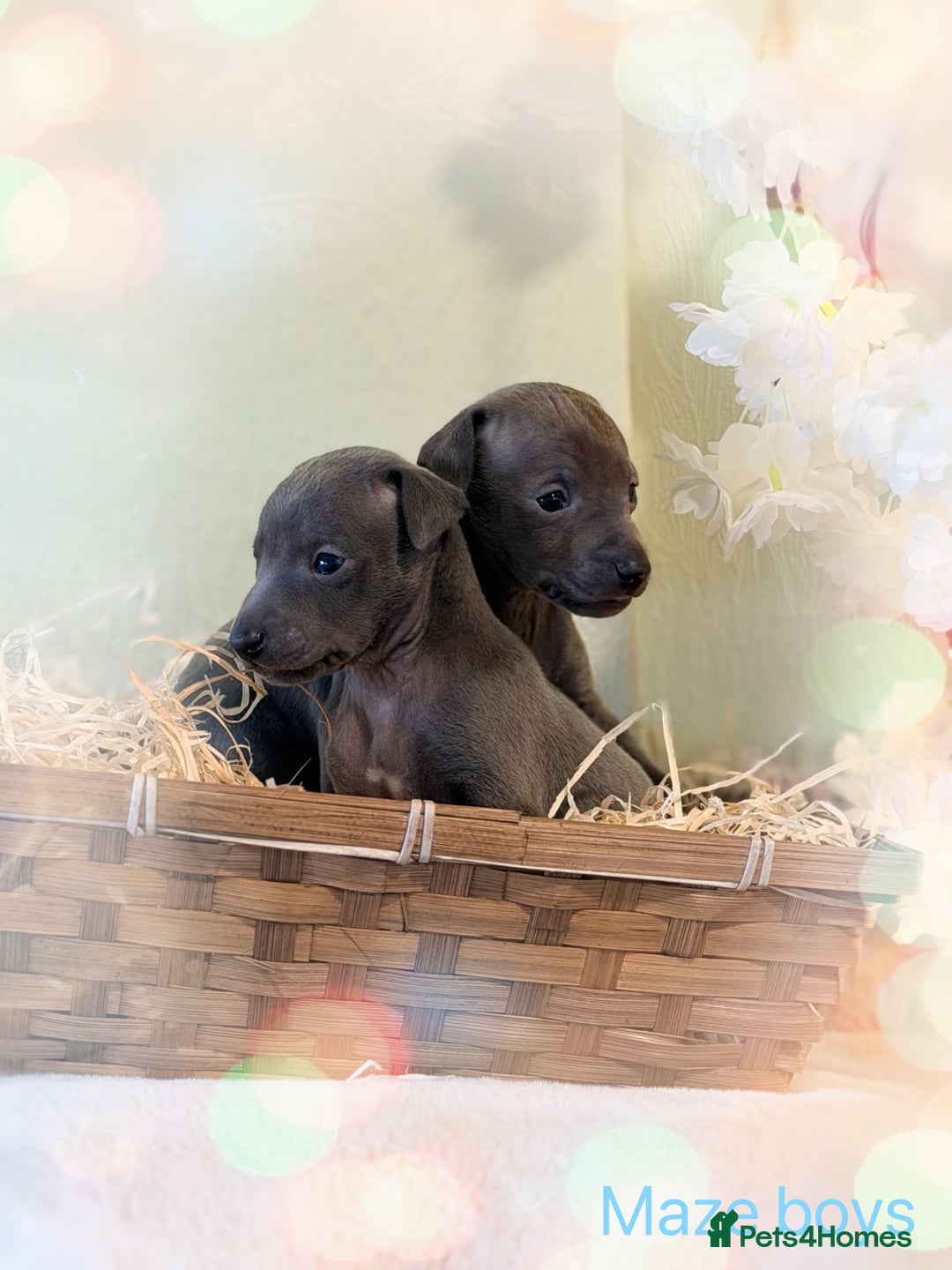 Italian Greyhound dogs for sale: Stunning Tiny All Blue KC registered Iggys  - Advert 2