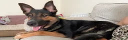 Mixed Breed dogs for sale: Female German shepherd cross  - Advert 5
