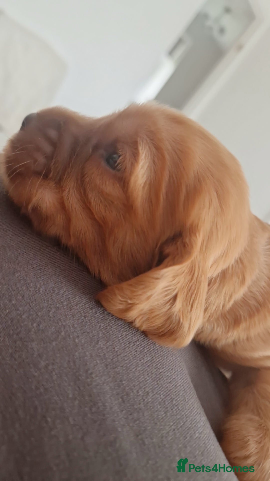 Cockapoo dogs for sale: 6 beautiful F2 cockapoos for sale!    - Advert 11
