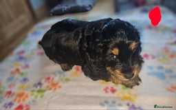 Cockapoo dogs for sale: Cockerpoo  - Image 23