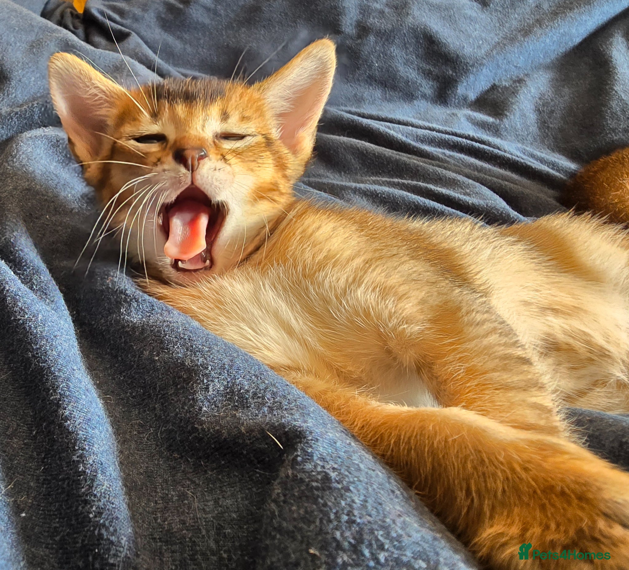 Mixed Breed cats Unique Abyssinian*Savannah Mix- Not to Miss - Advert 1
