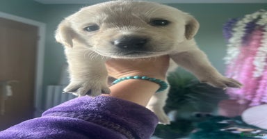 Goldador dogs - Advert 7