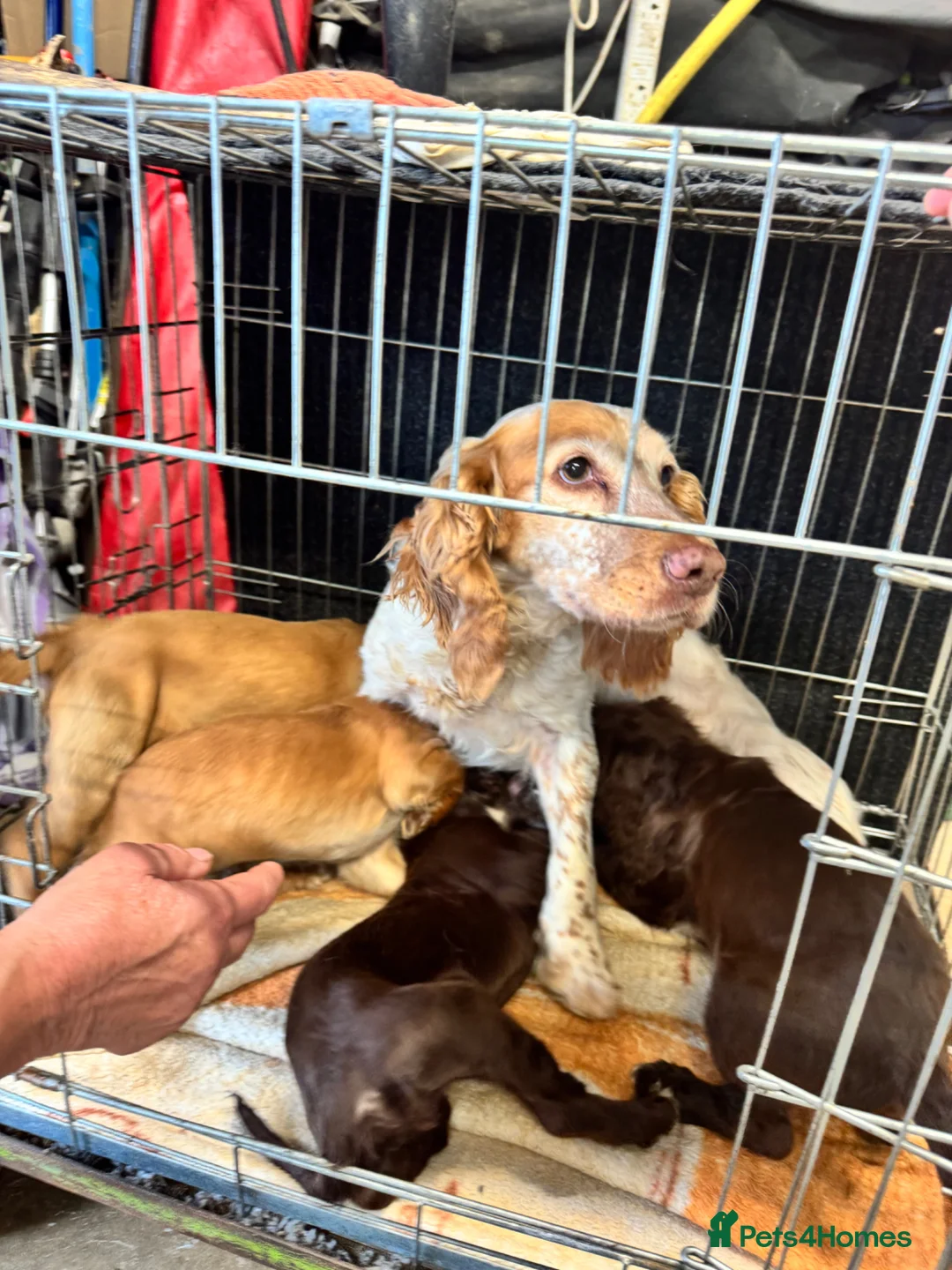 Cocker Spaniel dogs for sale: 3 cocker spaniel puppies - Advert 2