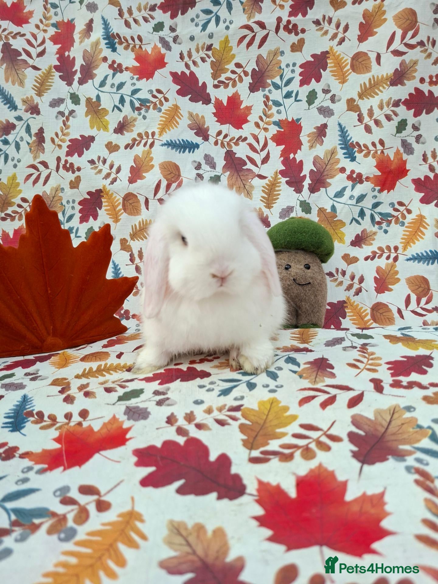 Mini Lop rabbits for sale: Beautiful Mini Lop Babies Ready from 25th Oct - Advert 20