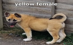 Akita dogs for sale: Huskita pups READY - Image 5