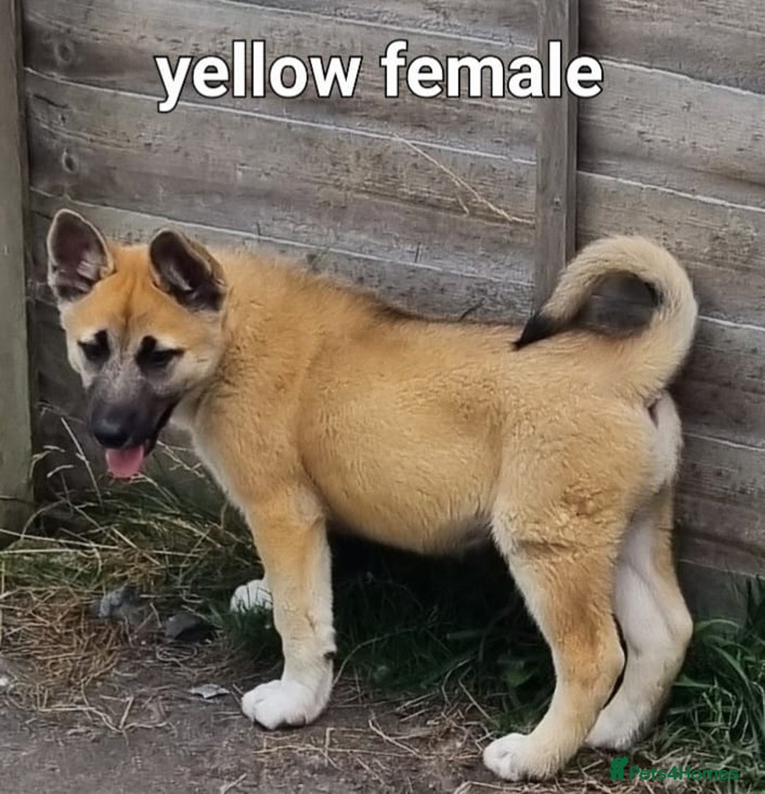 Akita dogs for sale: Huskita pups READY - Image 5