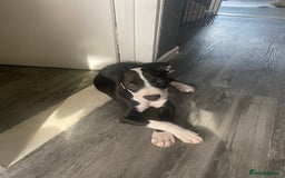 Staffordshire Bull Terrier dogs for sale: Staffordshire bull terrier girl  - Image 1