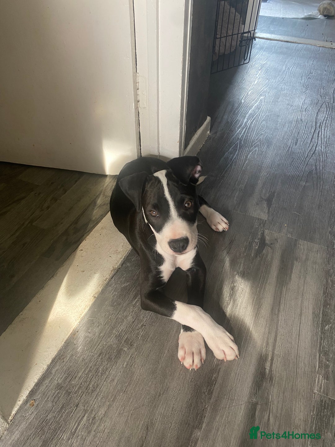 Staffordshire Bull Terrier dogs for sale: Staffordshire bull terrier girl  - Image 1