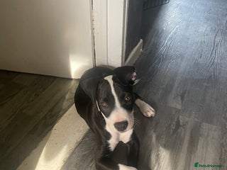 Staffordshire Bull Terrier dogs - Advert 25