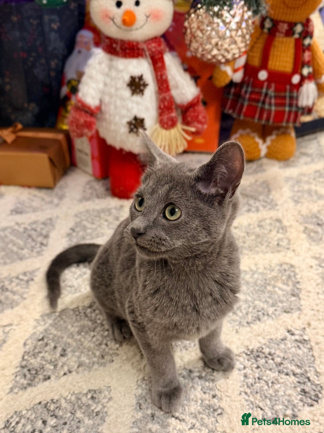 Russian Blue cats for sale: Pure Russian Blue Boy❄️ - Advert 3
