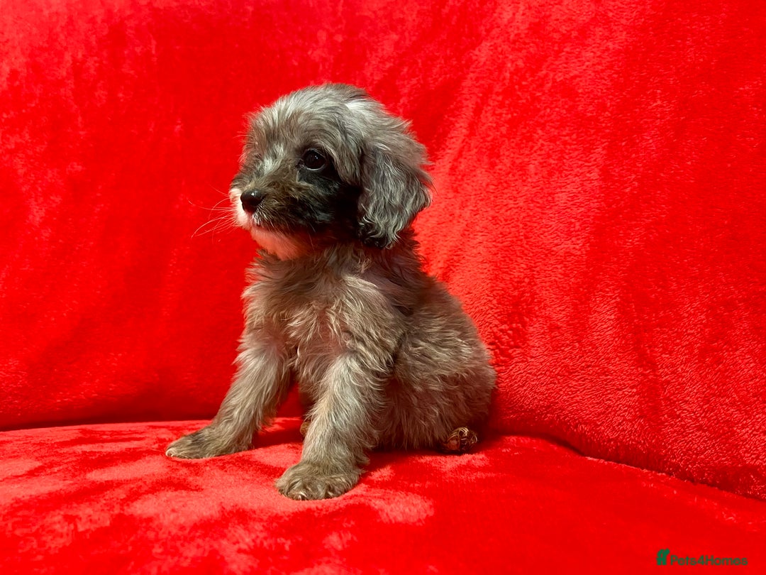 Cockapoo dogs for sale: 🐶 3 Left- Ready to Leave 🐶 - Advert 15