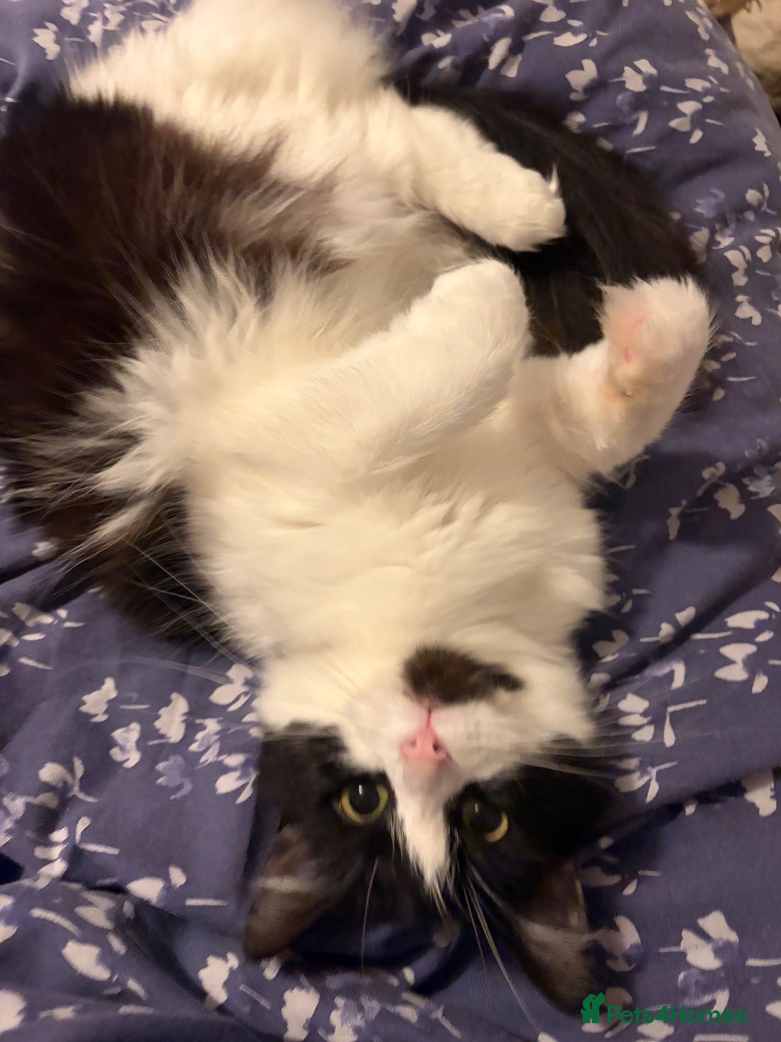 Mixed Breed cats Luna 3 year old female - Advert 1