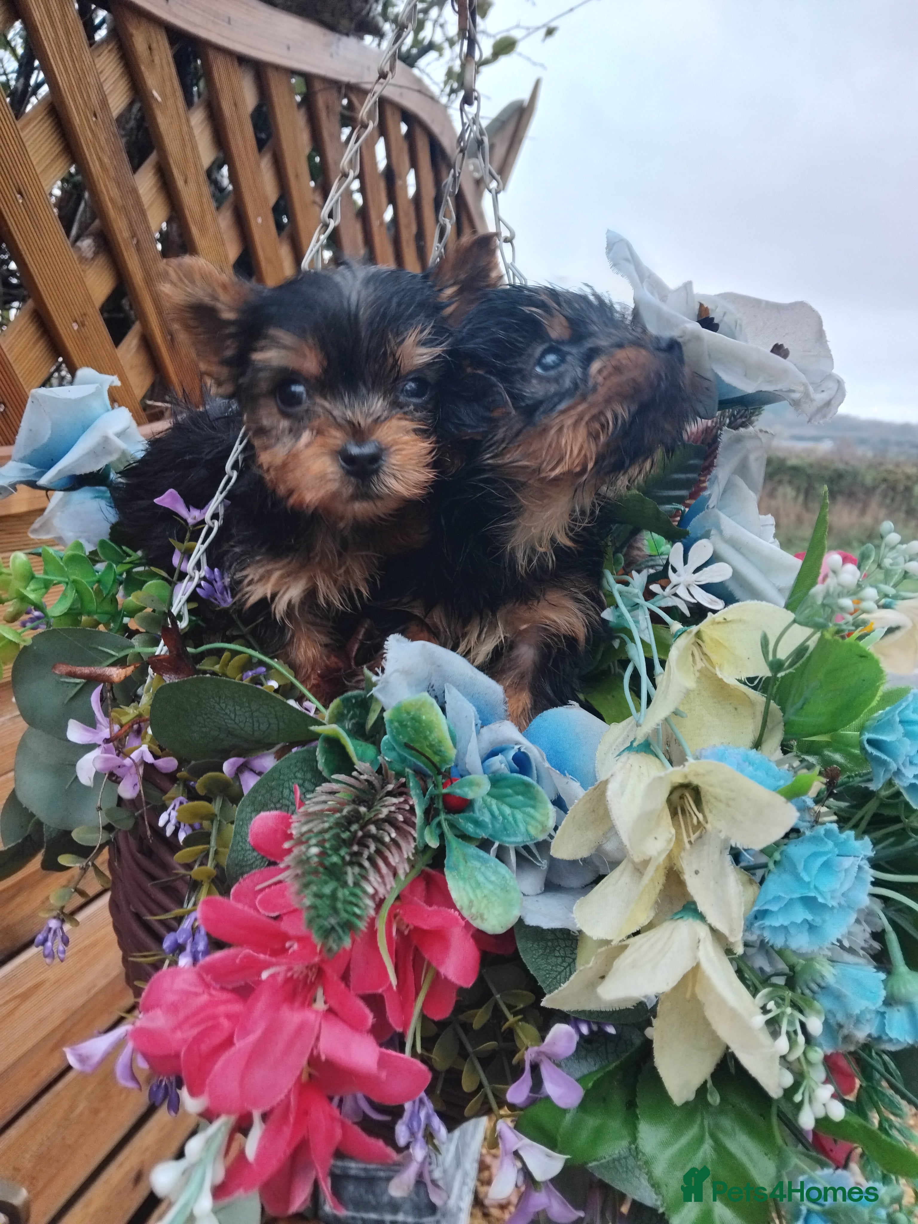 Yorkshire Terrier dogs Yorkshire puppies, 9 week old - Advert 12