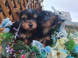 Yorkshire Terrier dogs Yorkshire puppies, 9 week old - Advert 9