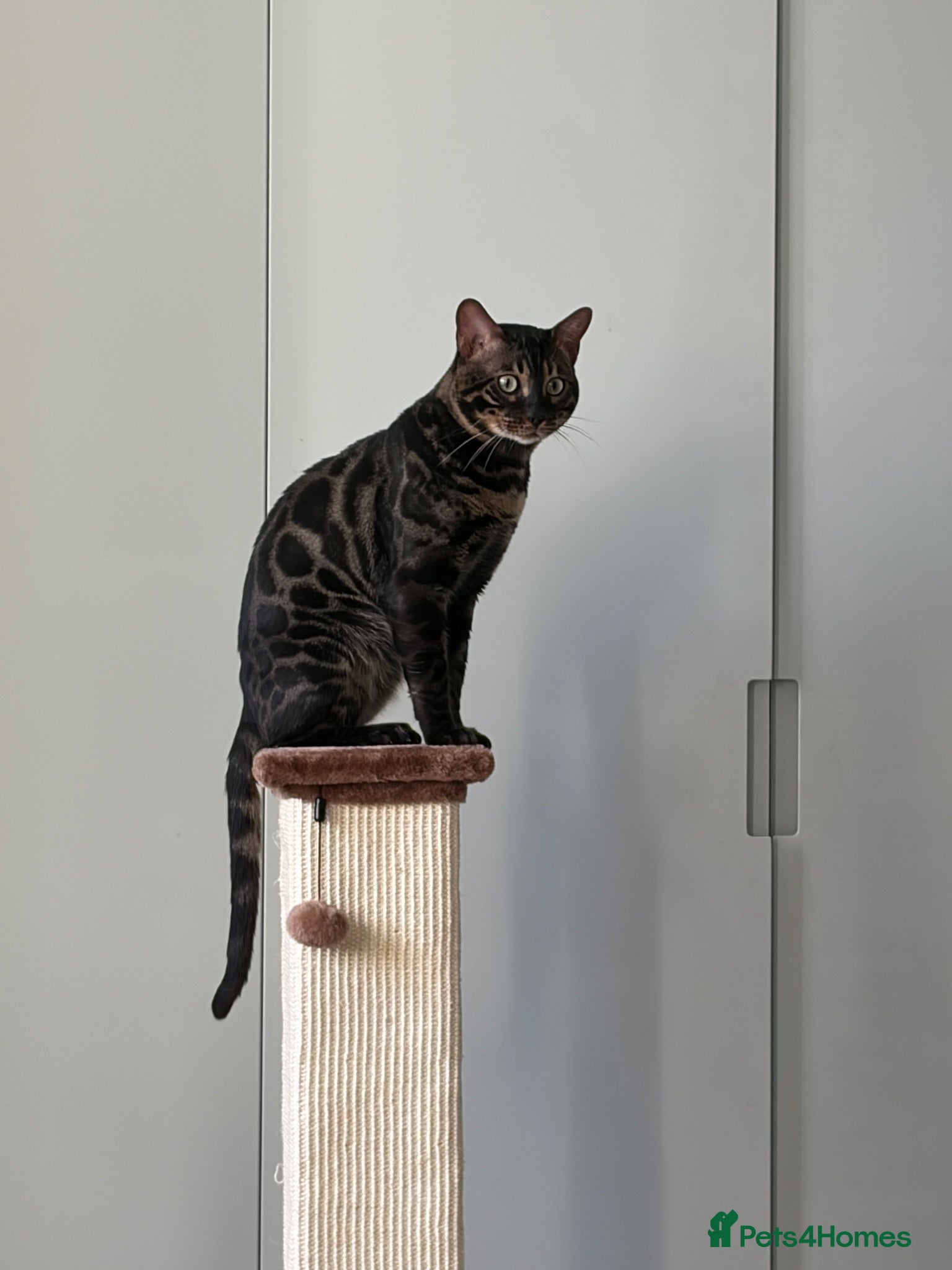 Bengal cats Charcoal Bengal Cat Male  - Advert 1