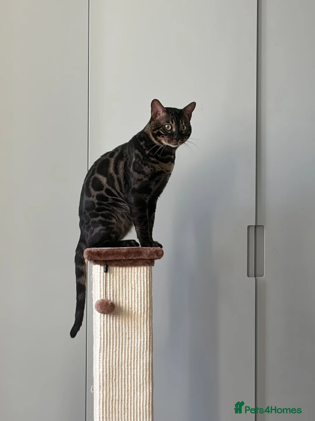 Bengal cats for sale: Charcoal Bengal Cat Male  in London - Advert 1