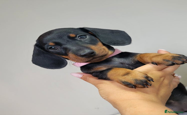 Dachshund dogs - Advert 3
